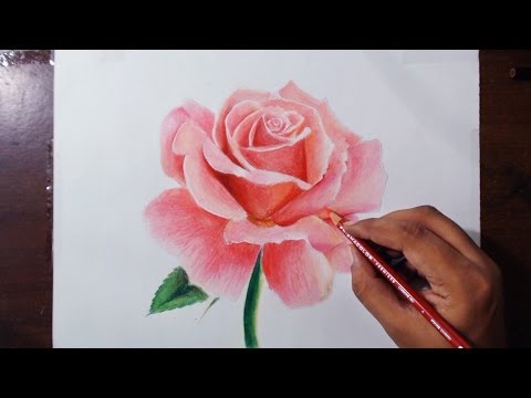 Drawing a Rose – Flower drawing series 1 – Prismacolor pencils