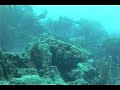 some predator fishes:
barracuda
horse eye jacks
tarpon

music - attaque des robots by alain goraguer from the movie 