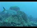 predator fish