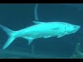 some predator fishes:
barracuda
horse eye jacks
tarpon

music - attaque des robots by alain goraguer from the movie 