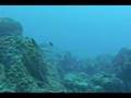 predator fish