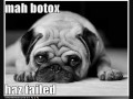Funny dog pics