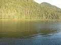 Bubblenetting Humpbacks