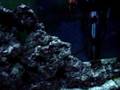 55 gallon saltwater fish tank