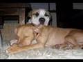 DOL Mutts