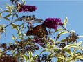 Butterfly on Butterfly Bush Butterfly on Butterfly Bush