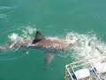 Branscombe Batman Shark