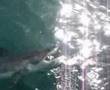 Branscombe Batman Shark