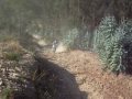 14 YZ 250