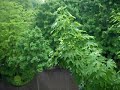 Regen, Blitz und Donner