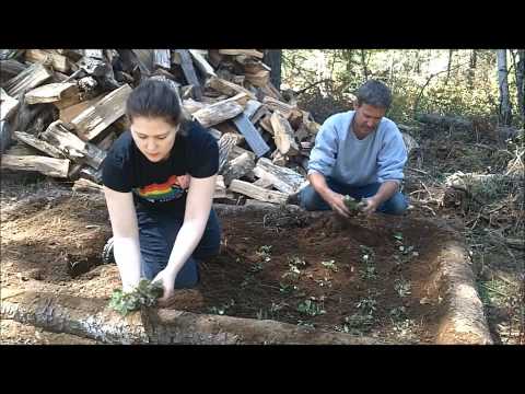 how to dig up plants and replant