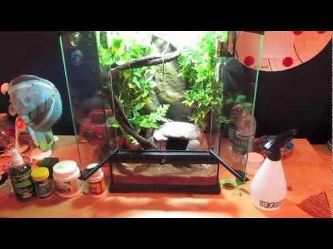 how to take care of lizard eggs