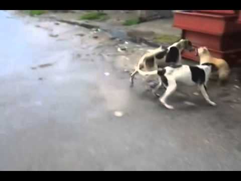 dog fights pakistan