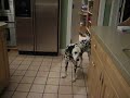 Dalmatian Tells Owner