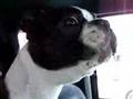 Boston Terrier video