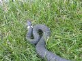 Ringelnatter im Wohnzimmer gefangen und im Garten ausgesetzt