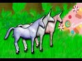 Carley the Unicorn Carley the Unicorn
