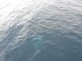 Dolphins jumping