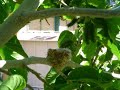 Humming bird nest March 18 2007
