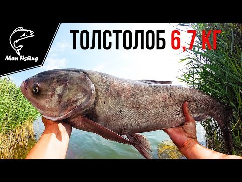 ловля огромных толстолобиков ловля огромных толстолобиков