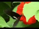 Animals in wild!WoW