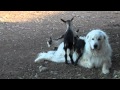 Little Goats Climb On Great Pyrenees Dog