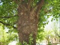 Beechworth trees