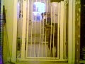 Dog gate no match for Blue Heeler (nanny cam)