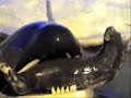 Orca attacks leopard seal