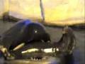 Orca attacks leopard seal