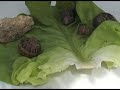 Fast Snails Fast Snails