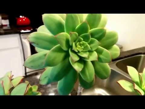 how to grow aeonium
