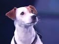 ANIMAUX - ANIMALS: Genious dog / chien savant