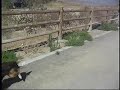 Sheltie Races Cars