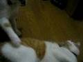 猫の兄弟けんか