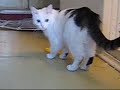 Basya - The Turkish Van Cat & Ursula (video 5) Basya - The Turkish Van Cat & Ursula (video 5)