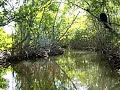 Navigating through mangroves