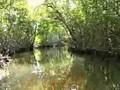 Navigating through mangroves