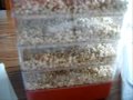 My Raw Sprouting Video