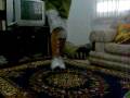 videos de D panic rebolation ON