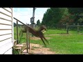 Olympic Pitbull Olympic Pitbull