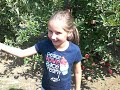 Randy the Tour Guide picks apples