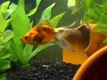 My Goldfish (Oranda & Ryukin)