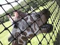 Giraffe singing Burnin Up
