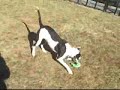 *ADOPTED* Gwendolyn A163964 Humane Society Adopt