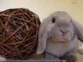 Maddie's Grandbunnies