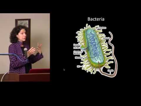 how to isolate endophytic fungi