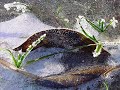 Vom Werden und Vergeh\ Vom Werden und Vergeh\