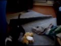 Bull Terrier Inglés video