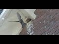 Common Starling  (spreeuw)
